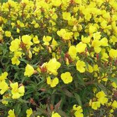 Pupalka čtyřhranná 'Erica Robin' - Oenothera tetragona 'Erica Robin'