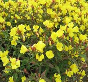 Pupalka čtyřhranná 'Erica Robin'