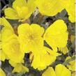 Pupalka čtyřhranná 'Erica Robin' - Oenothera tetragona 'Erica Robin'