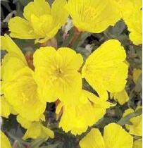 Pupalka čtyřhranná 'Erica Robin' - Oenothera tetragona 'Erica Robin'