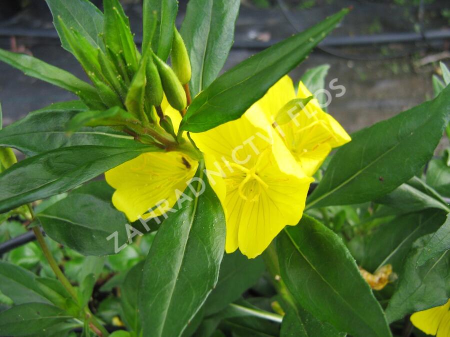 Pupalka čtyřhranná (fruticosa) - Oenothera tetragona (fruticosa)