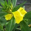 Pupalka čtyřhranná (fruticosa) - Oenothera tetragona (fruticosa)