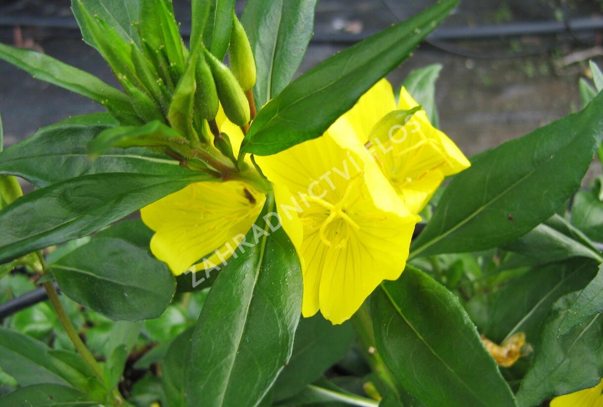 Pupalka čtyřhranná (fruticosa) - Oenothera tetragona (fruticosa)