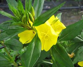 Pupalka čtyřhranná (fruticosa)