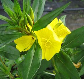 Pupalka čtyřhranná (fruticosa)