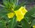 Pupalka čtyřhranná (fruticosa)