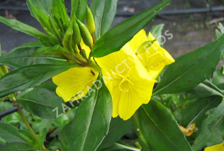 Pupalka čtyřhranná (fruticosa) - Oenothera tetragona (fruticosa)