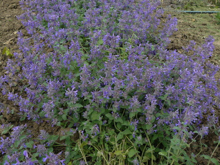 Šanta 'Souvenir d'André Chaudron' - Nepeta sibirica 'Souvenir d'André Chaudron'