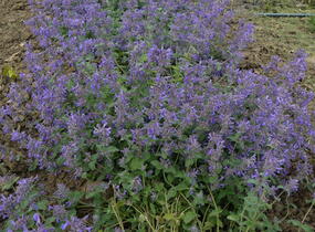 Šanta sibiřská 'Souvenir d'André Chaudron' - Nepeta sibirica 'Souvenir d'André Chaudron'