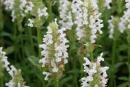 Šanta žilnatá 'Schneehäschen' - Nepeta nervosa 'Schneehäschen'