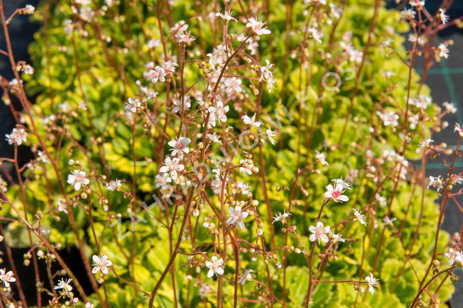 Lomikámen 'Variegata' - Saxifraga urbium 'Variegata'