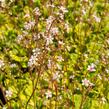 Lomikámen 'Variegata' - Saxifraga urbium 'Variegata'