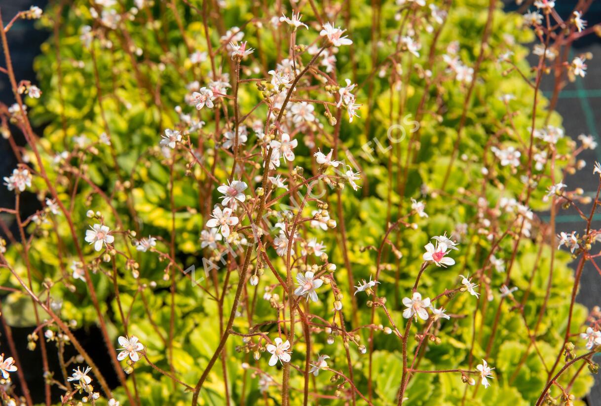Lomikámen 'Variegata' - Saxifraga urbium 'Variegata'