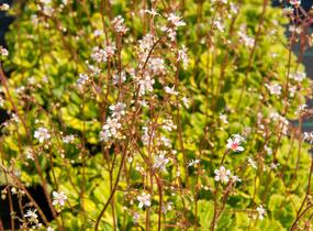 Lomikámen 'Variegata' - Saxifraga urbium 'Variegata'