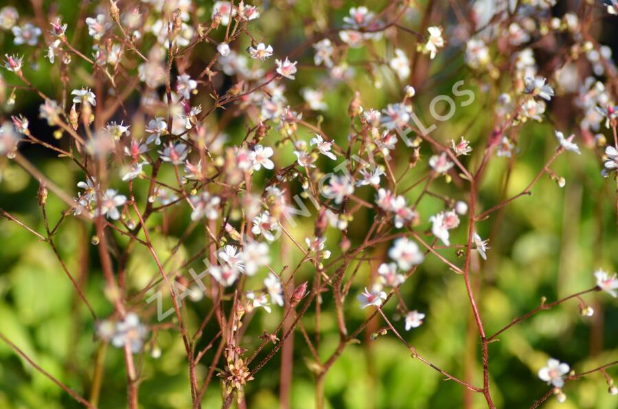 Lomikámen 'Variegata' - Saxifraga urbium 'Variegata'