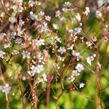 Lomikámen 'Variegata' - Saxifraga urbium 'Variegata'