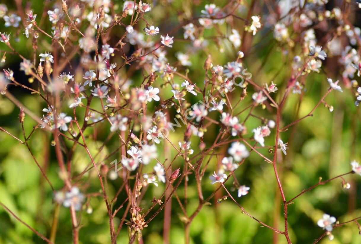 Lomikámen 'Variegata' - Saxifraga urbium 'Variegata'
