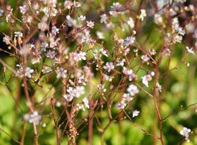 Lomikámen 'Variegata' - Saxifraga urbium 'Variegata'