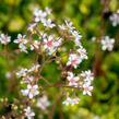 Lomikámen 'Variegata' - Saxifraga urbium 'Variegata'