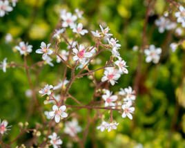 Lomikámen 'Variegata'