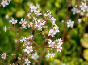 Lomikámen 'Variegata' - Saxifraga urbium 'Variegata'