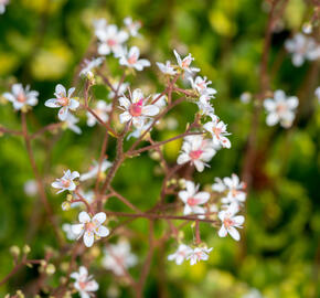 Lomikámen 'Variegata' - Saxifraga urbium 'Variegata'