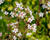 Lomikámen 'Variegata'