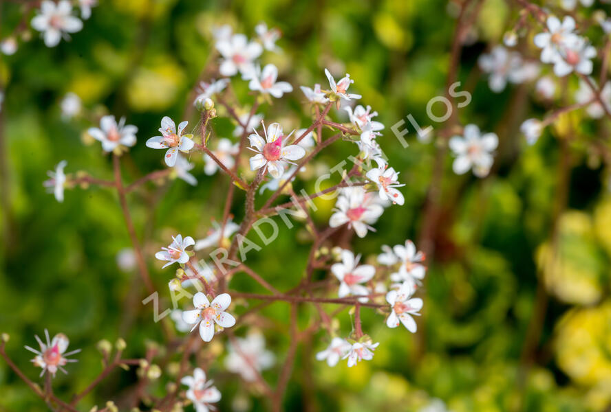 Lomikámen 'Variegata' - Saxifraga urbium 'Variegata'
