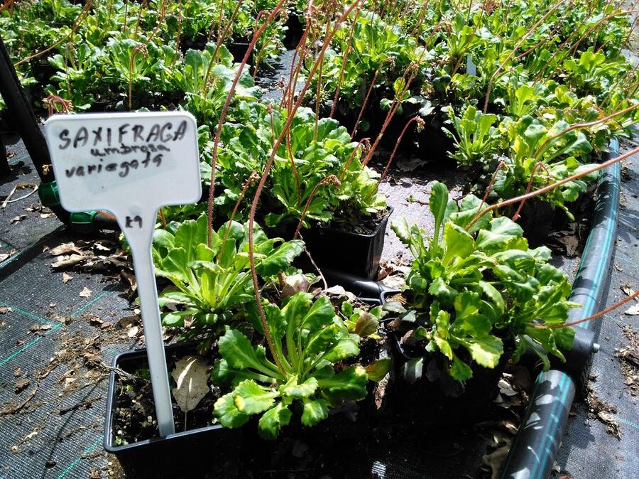 Lomikámen 'Variegata' - Saxifraga urbium 'Variegata'