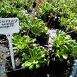 Lomikámen 'Variegata' - Saxifraga urbium 'Variegata'