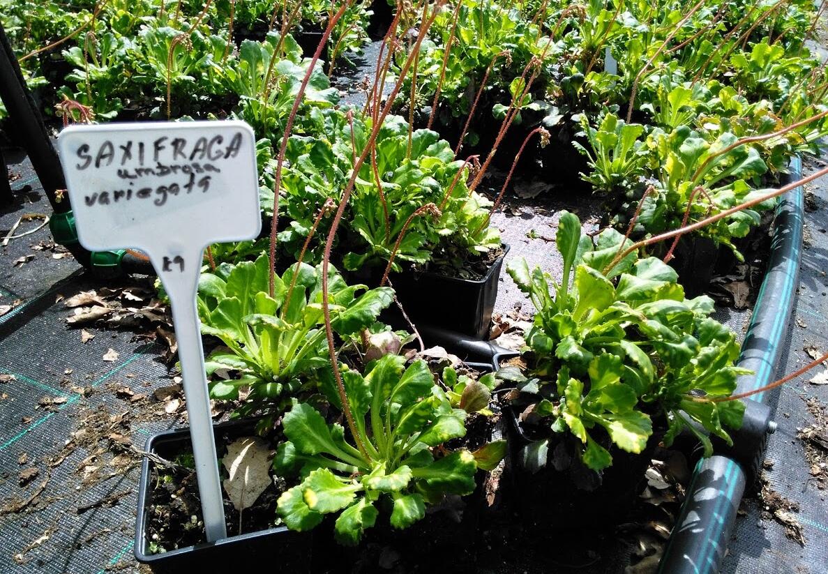 Lomikámen 'Variegata' - Saxifraga urbium 'Variegata'
