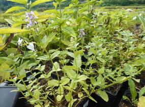 Šanta velkokvětá 'Zinser's Superba' - Nepeta grandiflora 'Zinser's Superba'