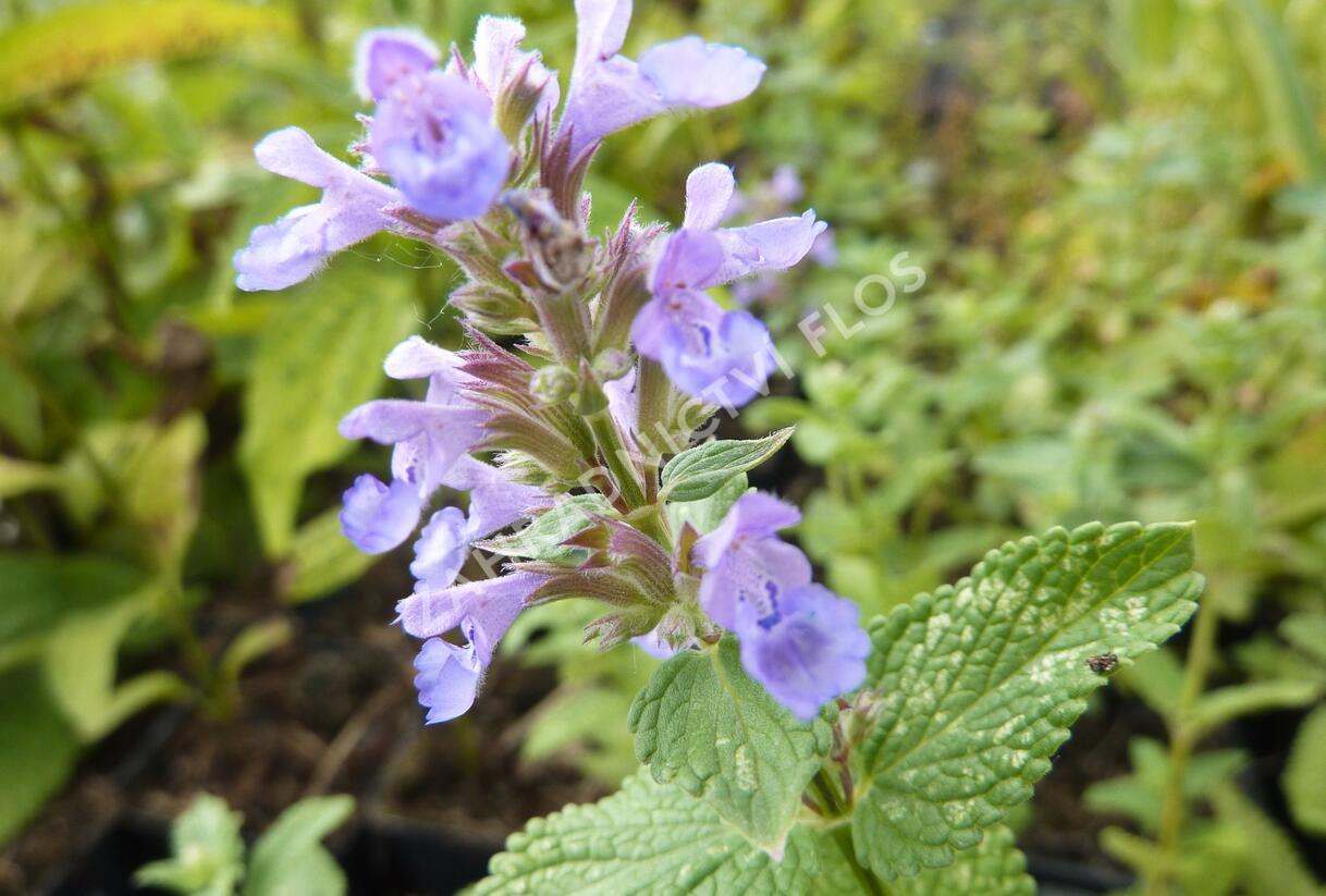 Šanta velkokvětá 'Zinser's Superba' - Nepeta grandiflora 'Zinser's Superba'
