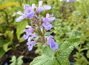 Šanta velkokvětá 'Zinser's Superba' - Nepeta grandiflora 'Zinser's Superba'