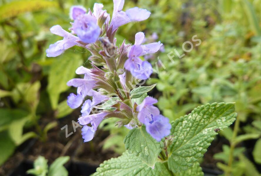 Šanta velkokvětá 'Zinser's Superba' - Nepeta grandiflora 'Zinser's Superba'