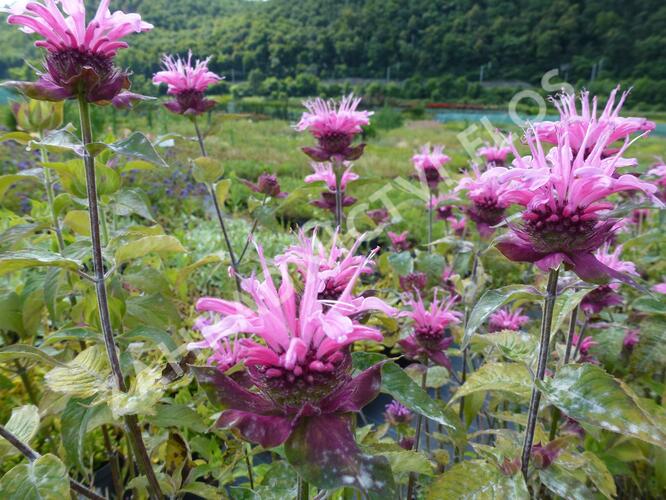 Zavinutka trubkovitá 'Twins' - Monarda fistulosa 'Twins'