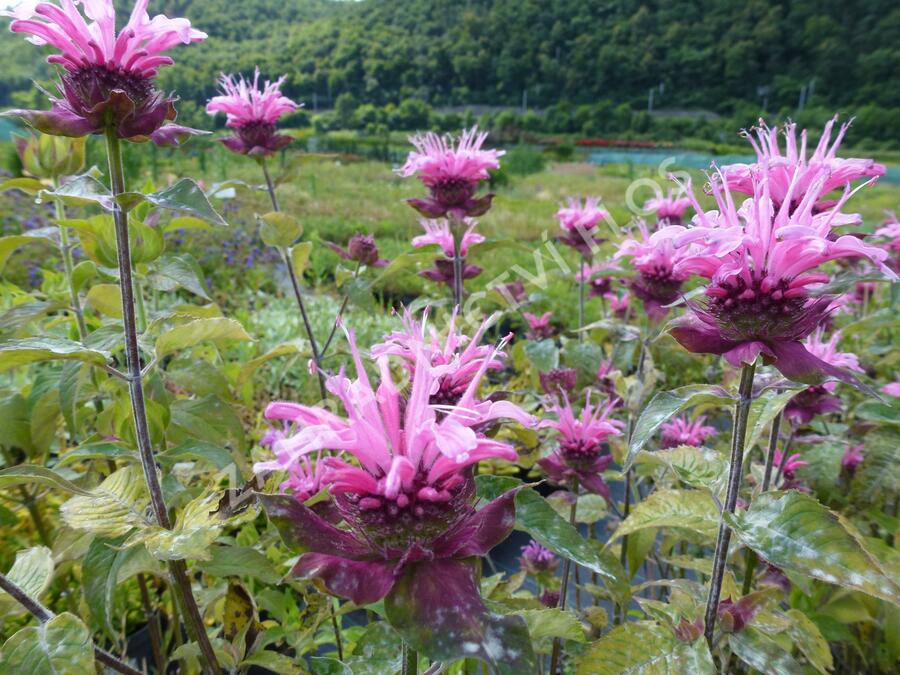 Zavinutka trubkovitá 'Twins' - Monarda fistulosa 'Twins'