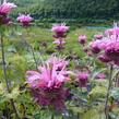 Zavinutka trubkovitá 'Twins' - Monarda fistulosa 'Twins'