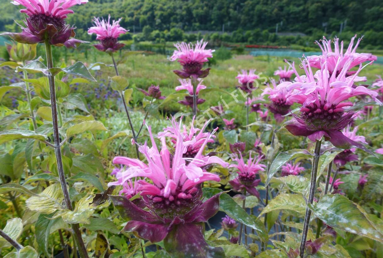 Zavinutka trubkovitá 'Twins' - Monarda fistulosa 'Twins'