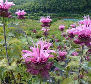 Zavinutka trubkovitá 'Twins'
