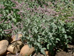 Máta dlouholistá 'Silver Form' - Mentha longifolia 'Silver Form'