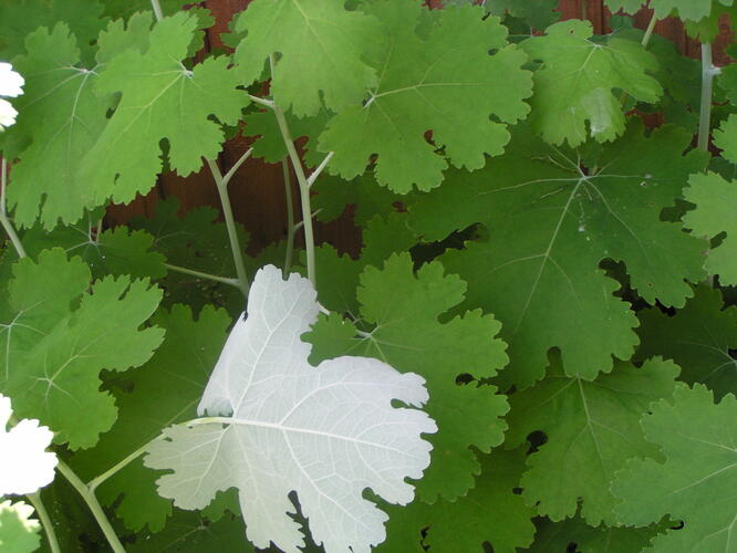 Makleja - Macleaya microcarpa (cordata)