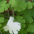 Makleja - Macleaya microcarpa (cordata)