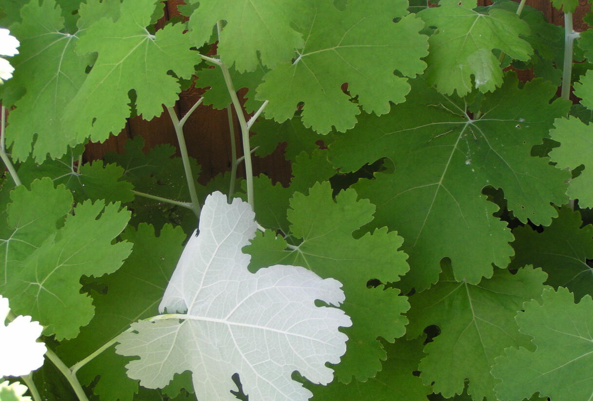 Makleja - Macleaya microcarpa (cordata)