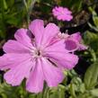 Kohoutek 'Nana Peggy' - Lychnis flos-jovis 'Nana Peggy'