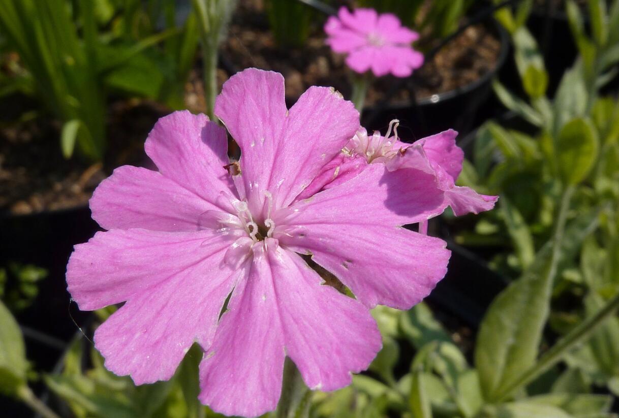Kohoutek 'Nana Peggy' - Lychnis flos-jovis 'Nana Peggy'