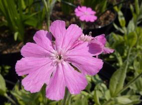 Kohoutek 'Nana Peggy' - Lychnis flos-jovis 'Nana Peggy'