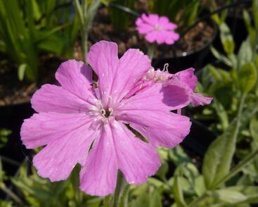 Kohoutek 'Nana Peggy'