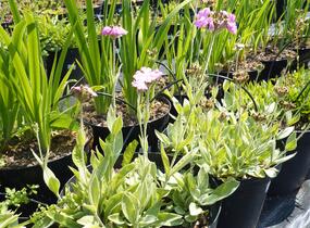 Kohoutek 'Nana Peggy' - Lychnis flos-jovis 'Nana Peggy'