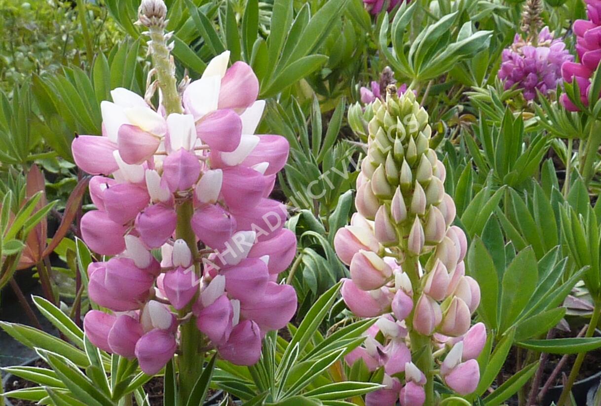 Lupina mnoholistá 'Gallery Pink' - Lupinus polyphyllus 'Gallery Pink'